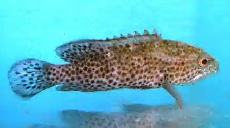 Red Spotted Grouper