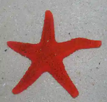 Red Fromia Starfish