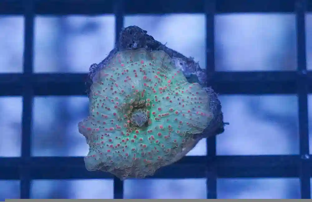 Mushroom Coral: Green w/ Red Spots