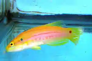 Twospot Candy Hogfish - South Asia