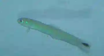 Spot Tail Dartfish