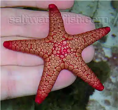 Elegant Seastar - Fromia Starfish