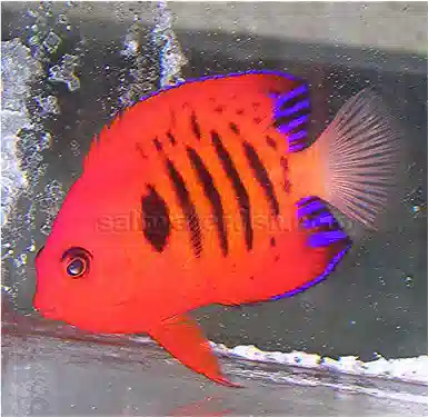 Flame Angelfish - $14.99 with separate $89 in Marine Life- Use code: flame