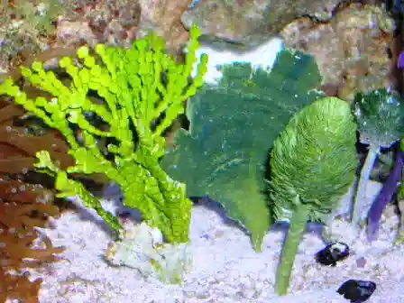 Marine Plant - Assorted