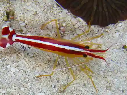 Cleaner Shrimp - Limit 1