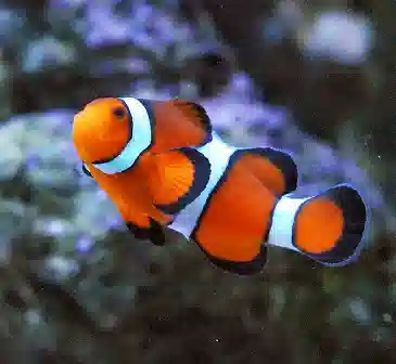 Awesome 10 Reef Pack! With Clownfish