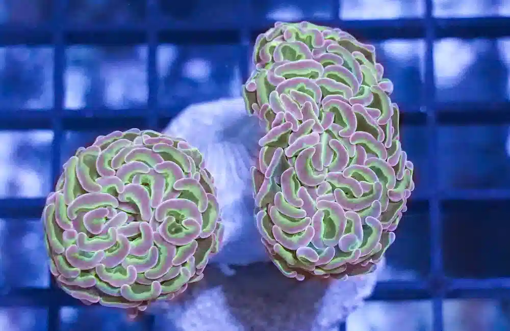 Wall Hammer Coral: Assorted Metallic - Maricultured