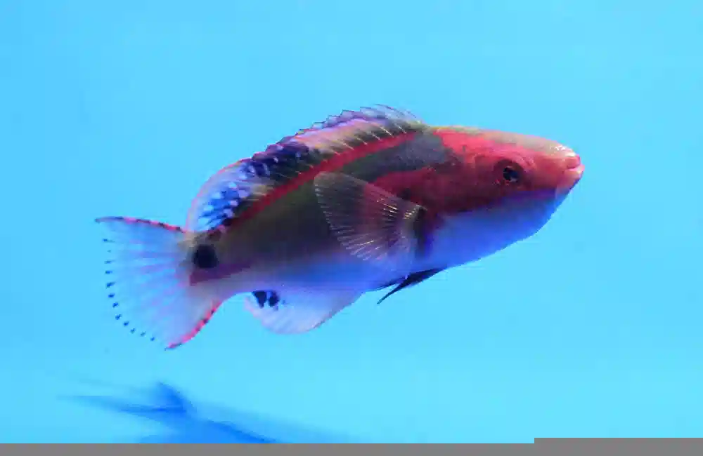 Exquisite Wrasse: Male - MAC Certified