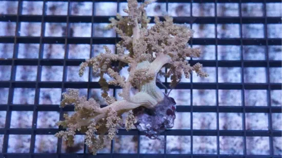 Soft Coral Tree Mini : Yellow - Indo Pacific