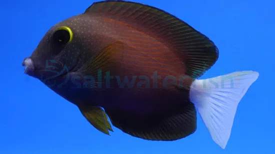 Premium Photo  A fish with orange and white tail and orange tail