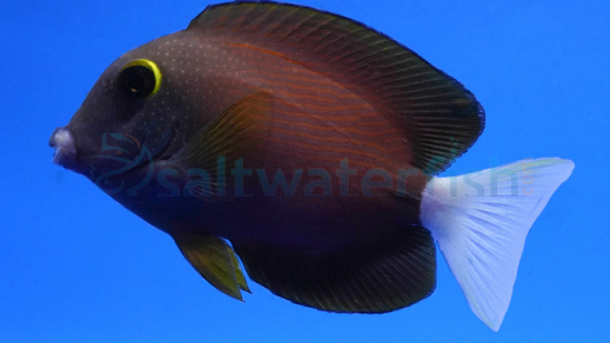 White Tail Yellow Eye Tang - Tangs - Saltwater Fish 