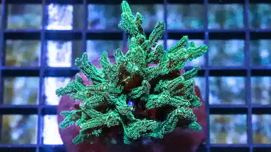 Birdsnest: Neon Green - Aquacultured