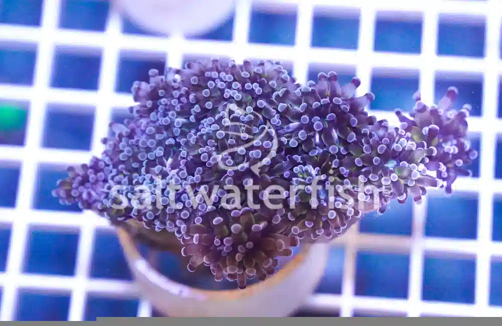 Torch Coral Frag: Grape Cristata w/ Purple Tips - Central Pacific