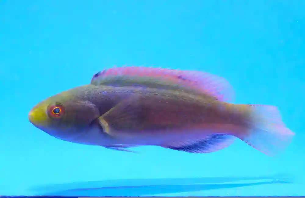 Scott's Fairy Wrasse - MAC Certified