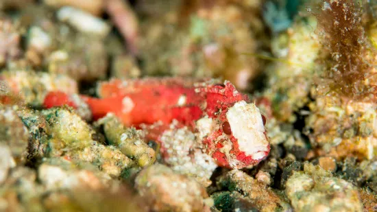 Pygmy Red Rooster Waspfish - Indo Pacific