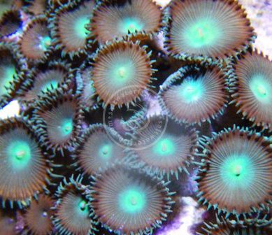 Zoos - Green Center Button Polyps