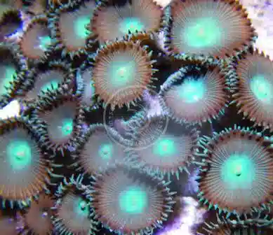 Zoos - Button Polyps 5+