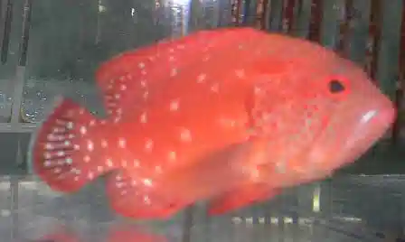 Strawberry Grouper