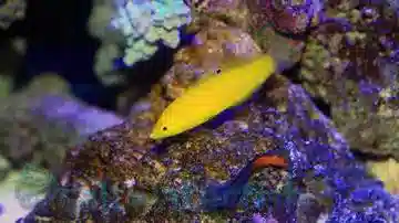 Yellow Wrasse