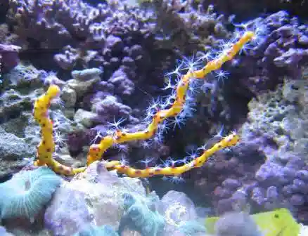 Deep Sea Yellow Gorgonian