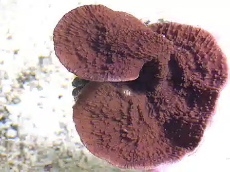 ORA Purple Capricornis Coral