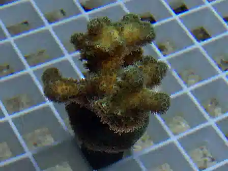 ORA Green Damicornis Coral