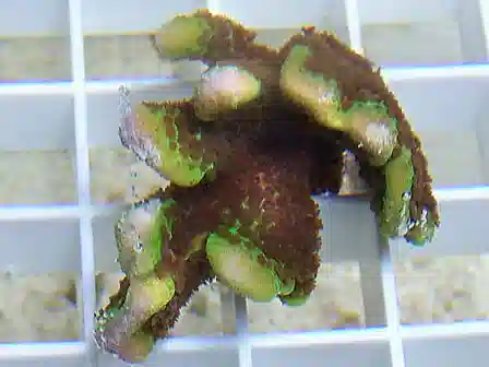 ORA Spongodes Montipora Coral