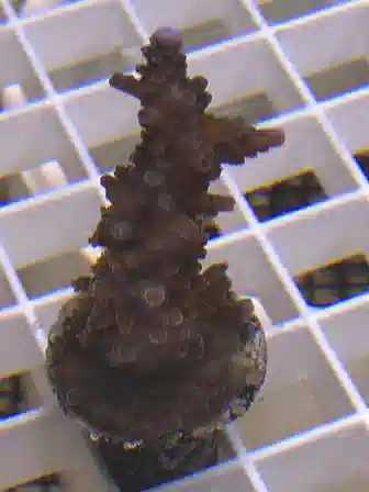 ORA Indo Purple Tip Staghorn Acropora Coral