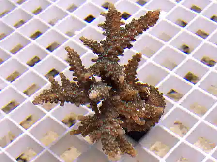 ORA Scripps Green Tip Staghorn Coral 