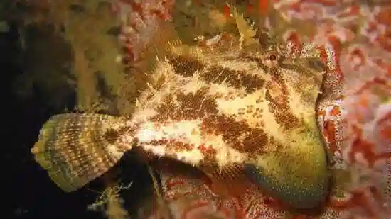 Fan Bellied Filefish