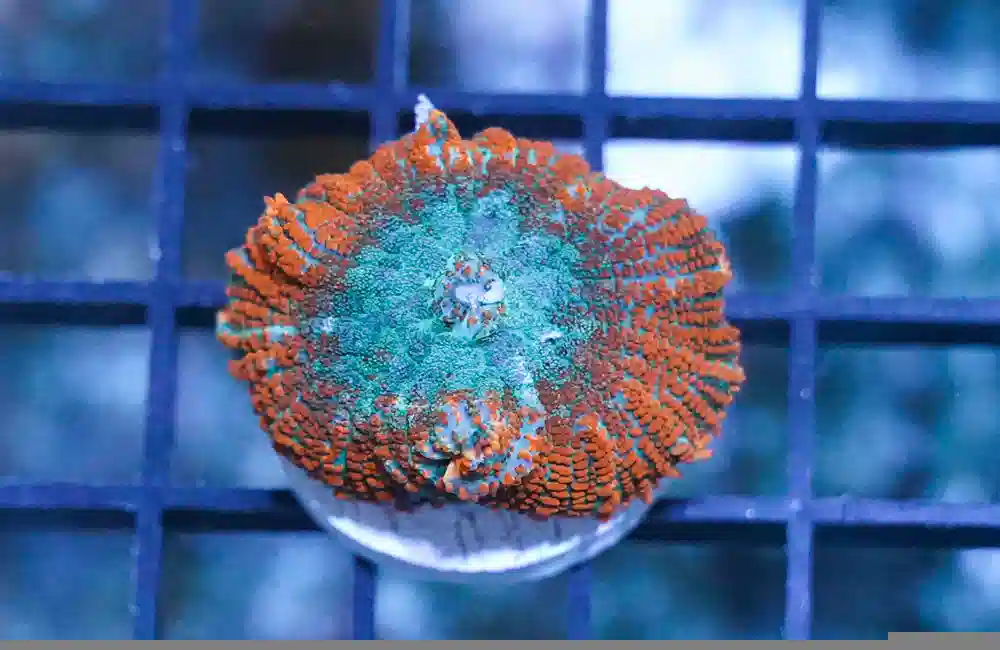 Bullseye Mushroom Coral: Green & Orange
