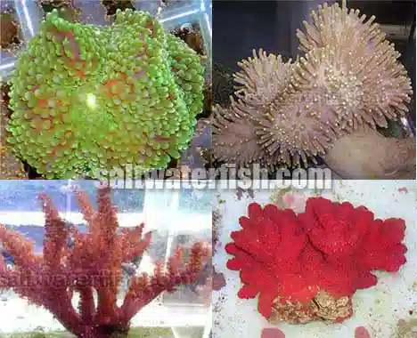 Soft Coral & Zoanthids Coral Pack of 6