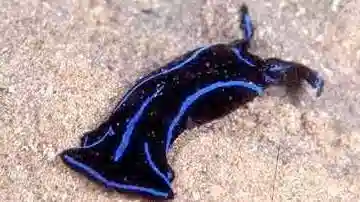 Blue Velvet Nudibranch