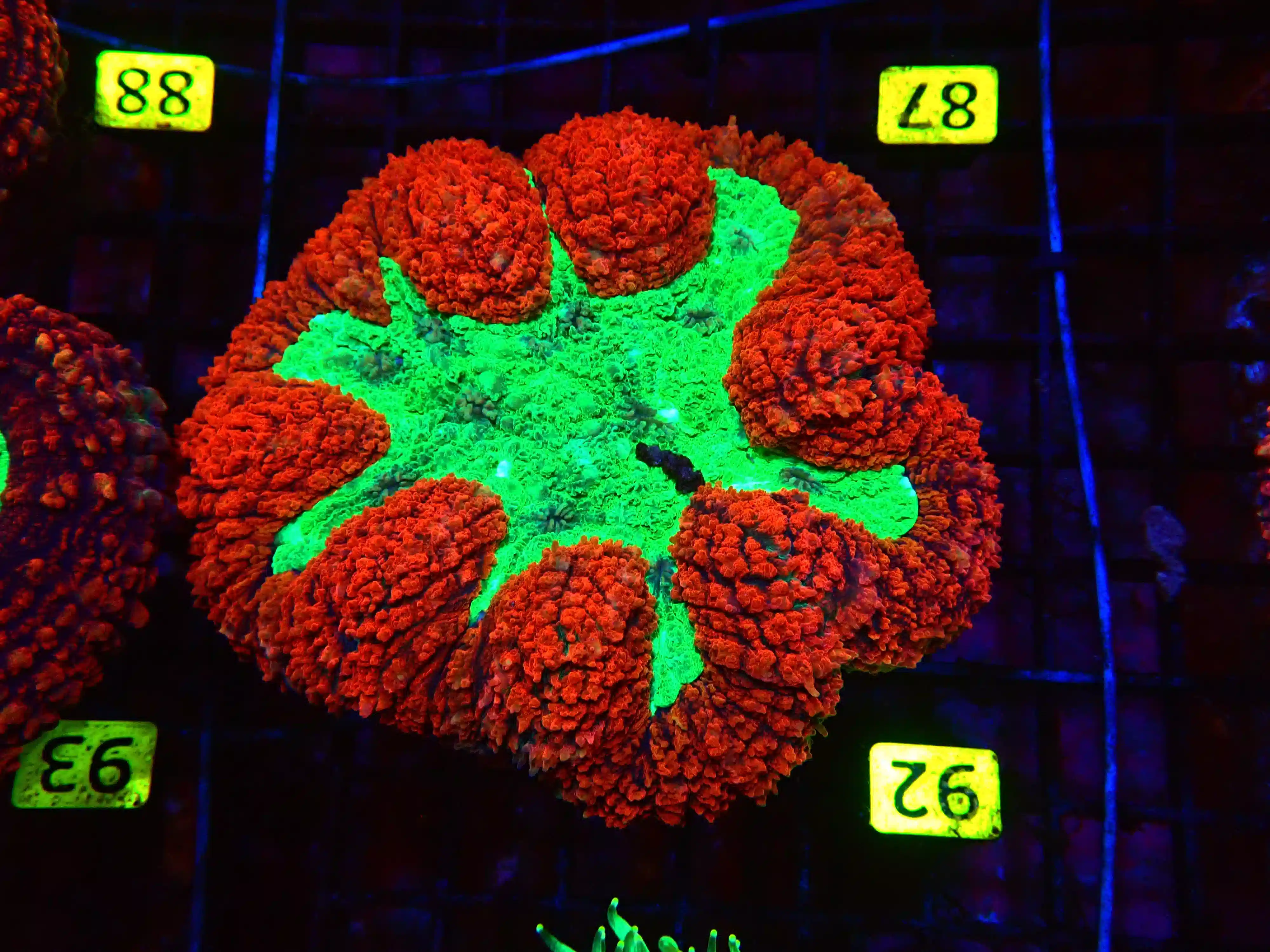 Symphyllia Brain Coral Dented Metallic Red Rim w/Green Center - Australia
