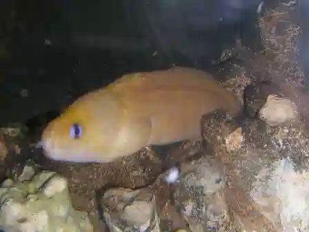 Golden Dwarf Eel