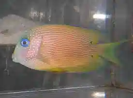 Blue Eyed Tang - Africa