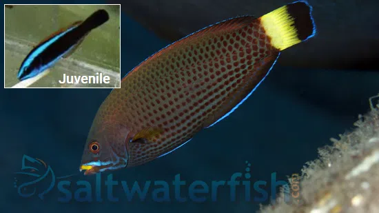 Chiseltooth Wrasse