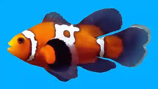 Longfin Photon Clownfish - Captive Bred