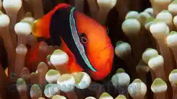 Cinnamon Clownfish - Captive Bred