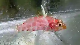 Geometric Pygmy Hawkfish