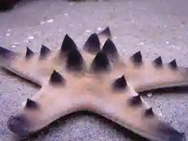 Chocolate Chip Starfish