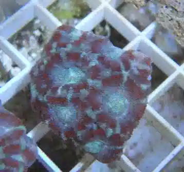 Acan Frags