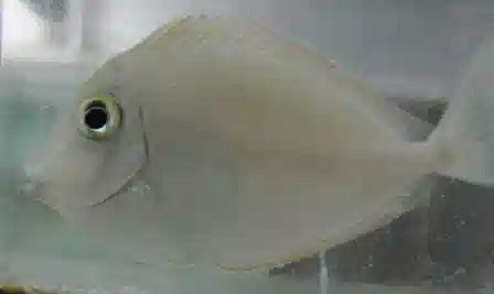 White Spine Unicorn Tang