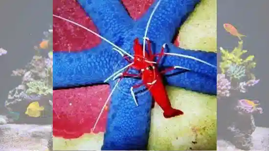 Fire Shrimp - Red Sea