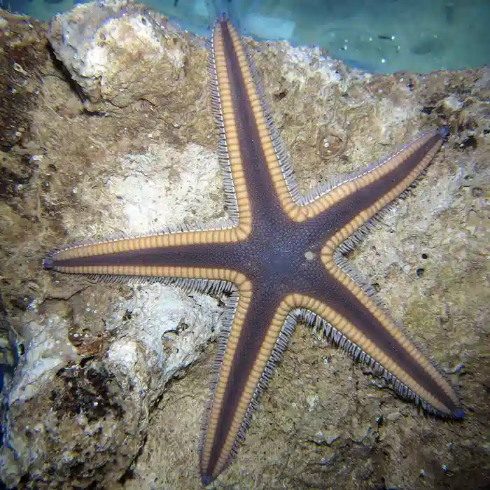 Beaded Starfish