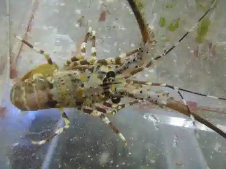 Brown Spiny Lobster