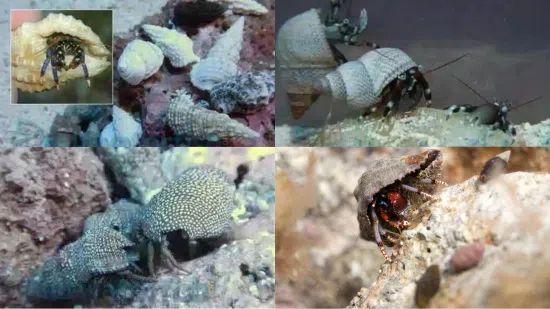 Assorted Reef Safe Hermit Crabs Dwarf Blue Leg Hermit, or Red Tip Hermit, or Yellow Tip Hermit or Zebra Hermit Crabs