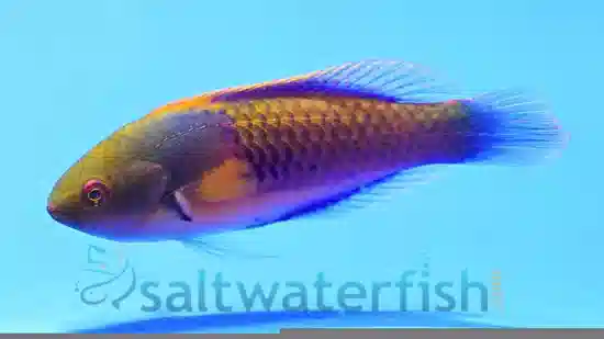 Yellow-Flanked Fairy Wrasse