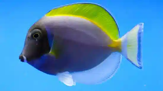 powder blue tang for sale  captive bred powder blue tangs for sale online