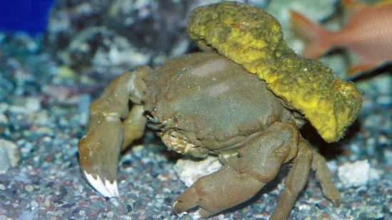 Sleepy Sponge Crab - Atlantic